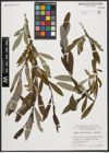 Foto von Salix appendiculata Vill. x Salix purpurea L.